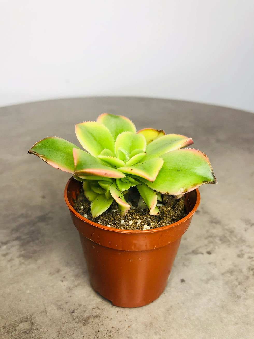 succulent for sale at paisleyflamingo