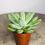 Thumbnail: succulent for sale at paisleyflamingo
