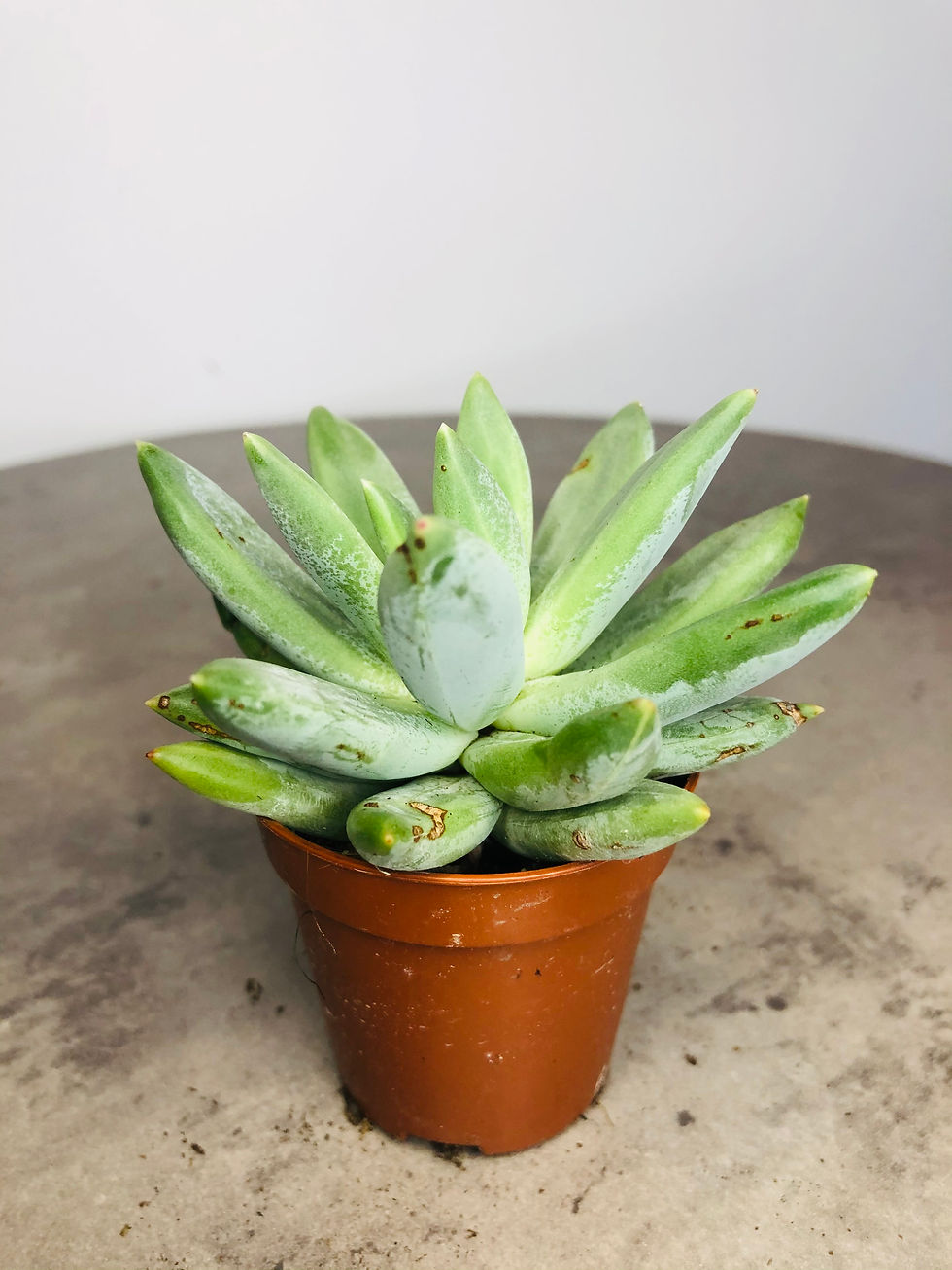 succulent for sale at paisleyflamingo