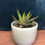 Thumbnail: Light blue pot for sale at paisleyflamingo
