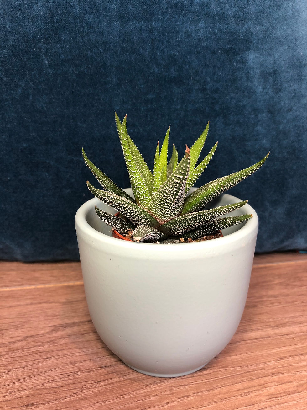 Light blue pot for sale at paisleyflamingo