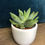 Thumbnail: White pot for sale at paisleyflamingo