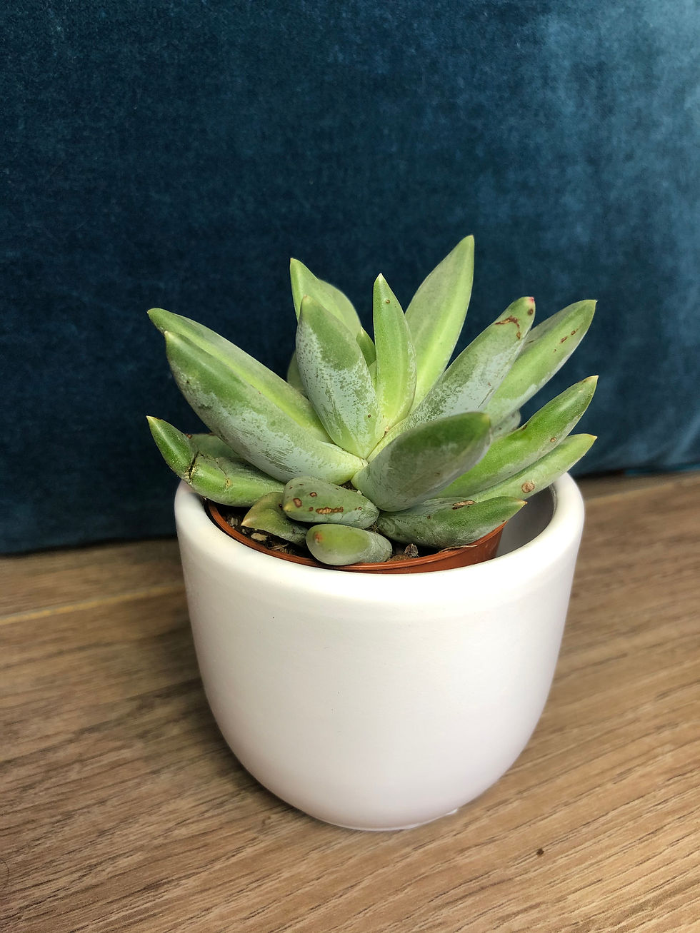 White pot for sale at paisleyflamingo