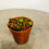 Thumbnail: Sedum