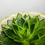 Thumbnail: Echeveria For sale