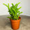 Thumbnail: succulent for sale at paisleyflamingo