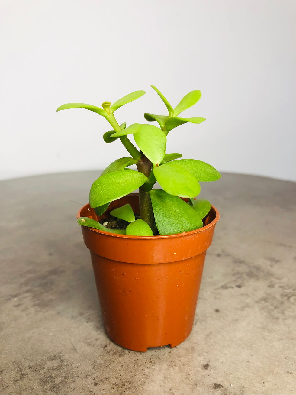 succulent for sale at paisleyflamingo