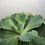 Thumbnail: Echeveria for sale