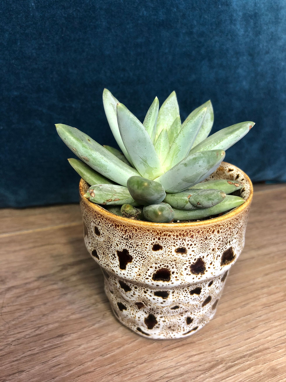 Handmade pot for sale at paisleyflamingo