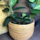 Thumbnail: Yellow basket pot for sale at paisleyflamingo