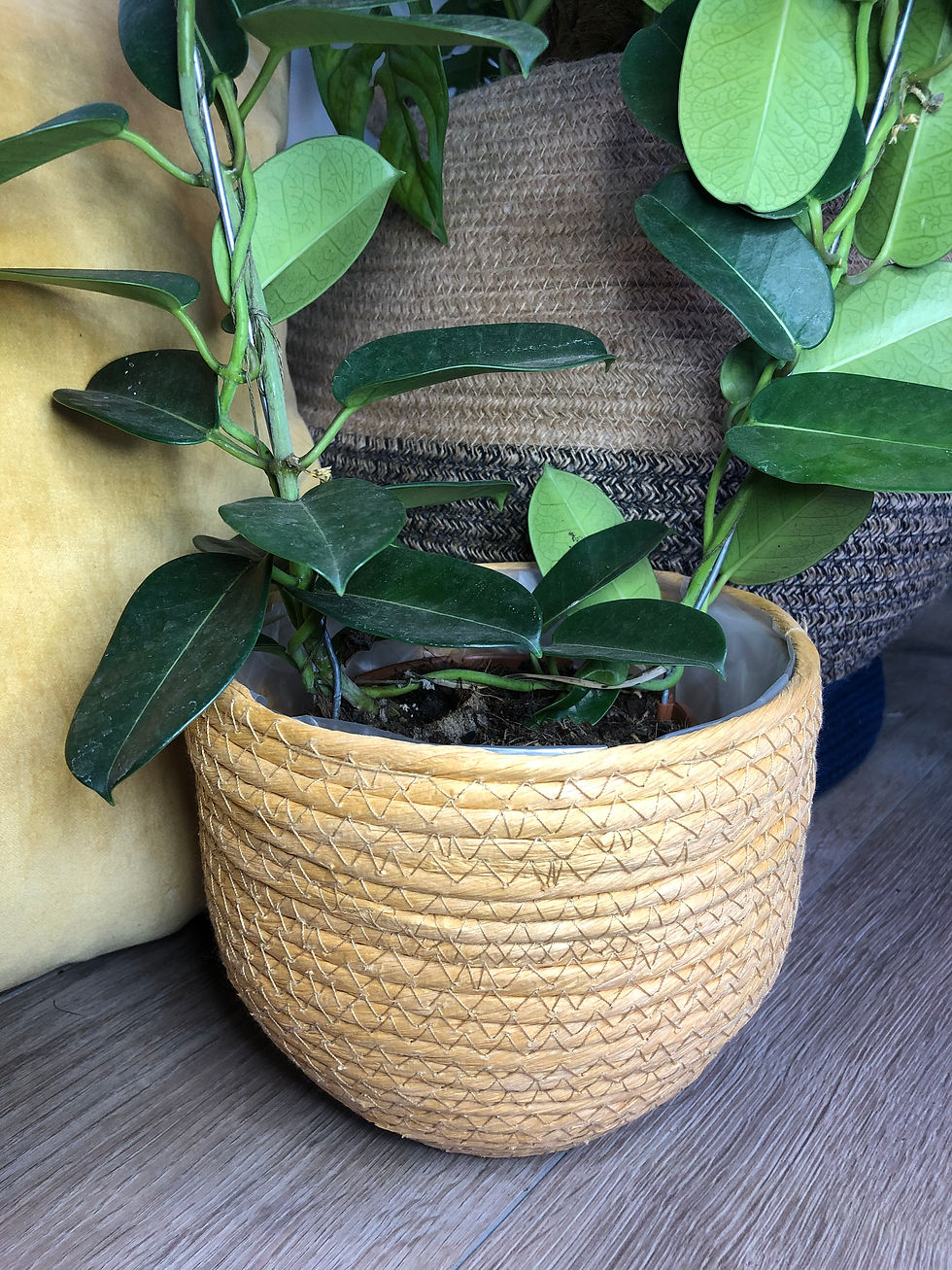 Yellow basket pot for sale at paisleyflamingo