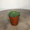 Thumbnail: succulent for sale at paisleyflamingo