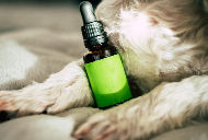 Dog w medicine 3_edited.jpg