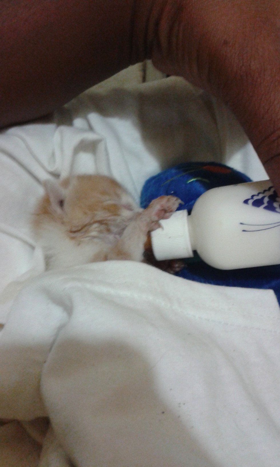 Thumbnail: Kitty Cuddle Pal