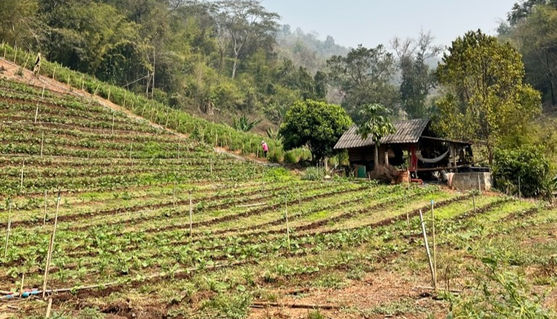 Champs de légumes au nord de la Thaïlande