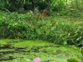 The Jewel in the Lotus