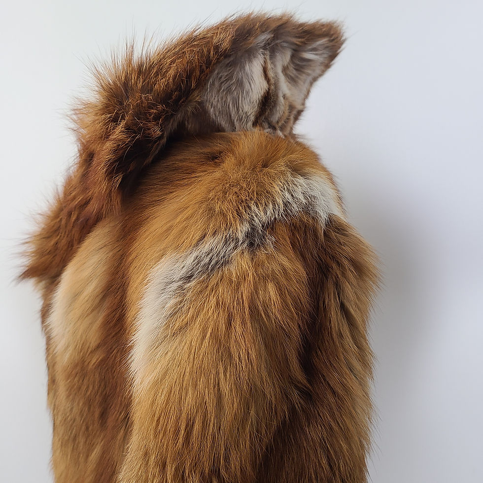 Thumbnail: Genuine Red Fox