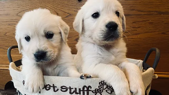 English Cream Golden Retriever And German Shepherd Puppies Missouri