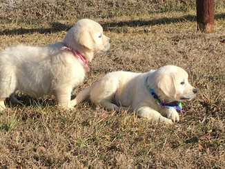 two puppies.jpeg