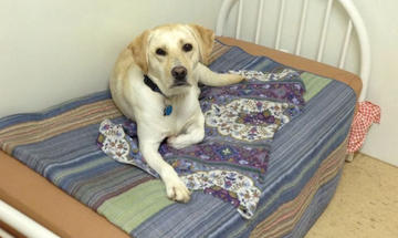 ccbb dog bed.jpeg