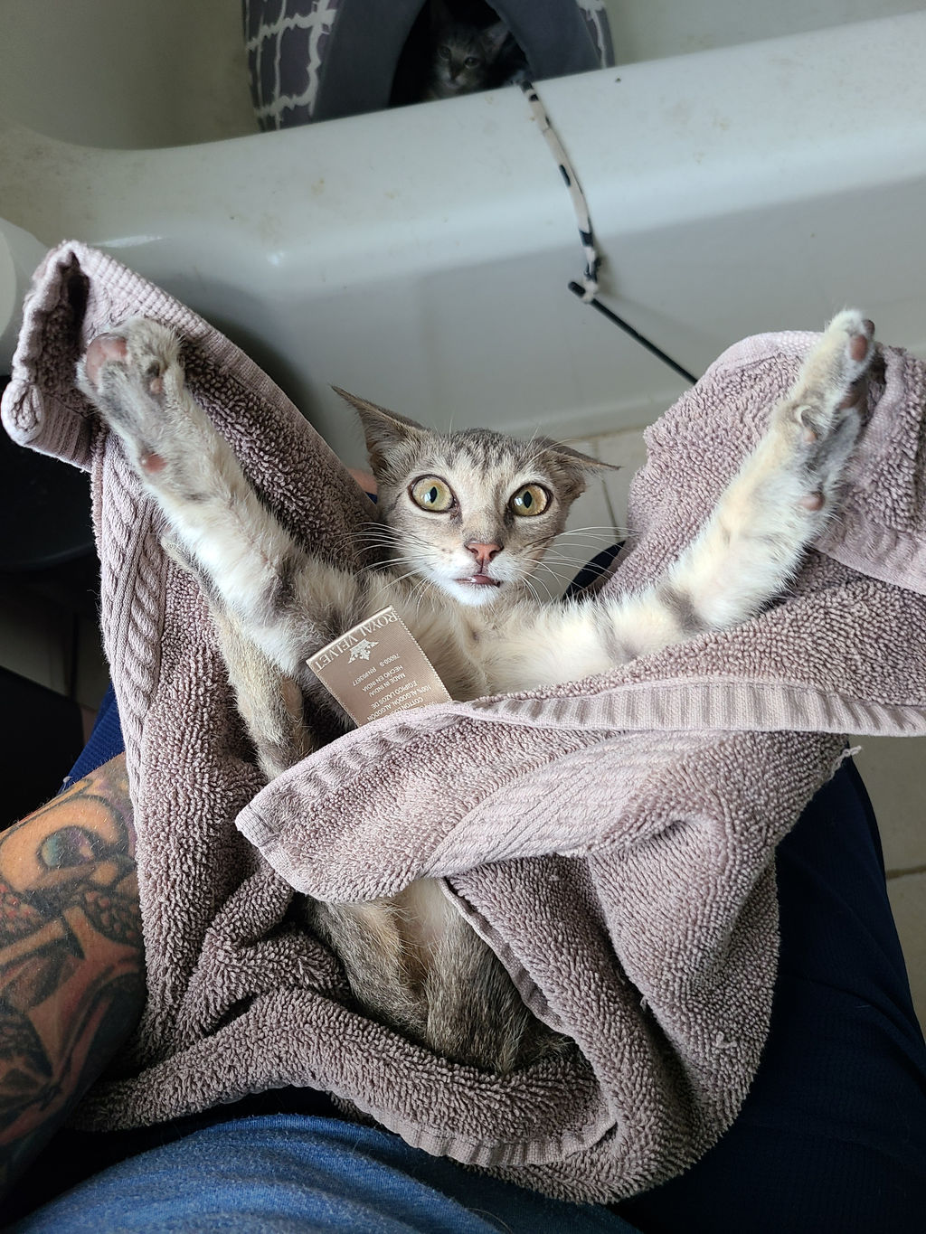 Animal Adoptions The Runaways Animal Rescue Florida