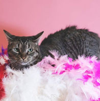 Rescue cats kittens cared for by Runaways Animal Rescue in Pasco County Florida
