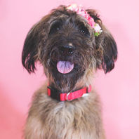 Rescue dog cared for by Runaways Animal Rescue in Pasco County Florida