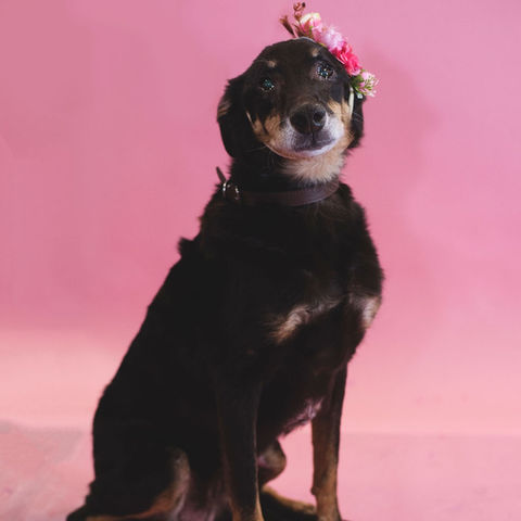 Rescue dog cared for by Runaways Animal Rescue in Pasco County Florida