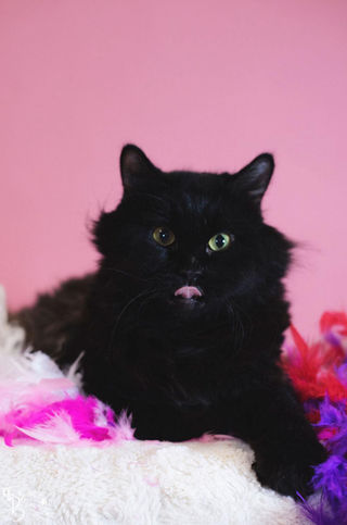 Rescue cat cared for by Runaways Animal Rescue in Pasco County Florida