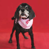 Rescue dog cared for by Runaways Animal Rescue in Pasco County Florida