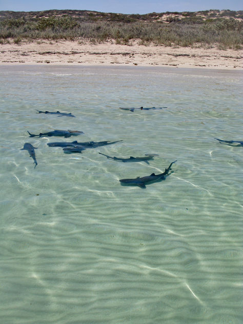 shark nursery 