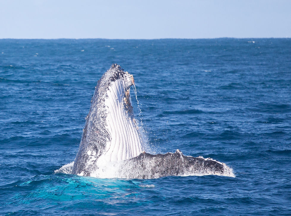 Humpback, Coral Bay