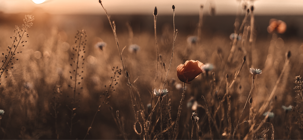 AdobeStock_447931967_edited_edited.png