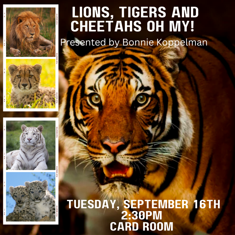 Lions, Tigers and Cheetahs OH MY! 