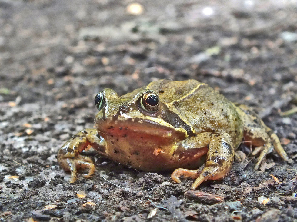 Frog