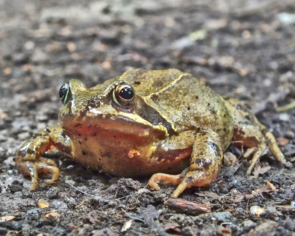 Frog copy