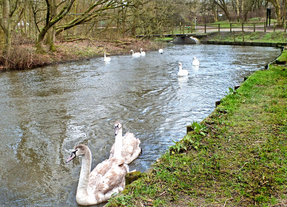 Swans  at Penningtoncopy