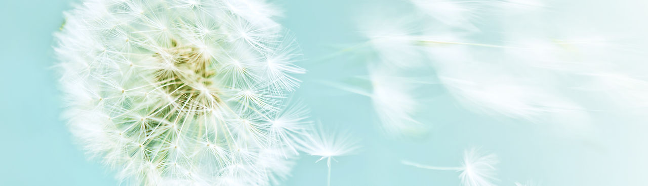 dandelion on blue sky background.jpg