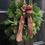 Thumbnail: DIY wreath kit 