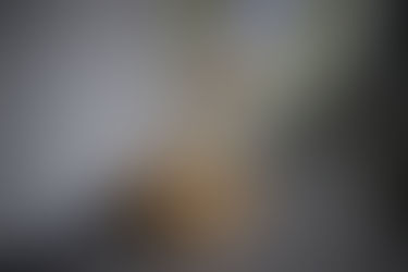 PLEASE CATCH THIS STUPID PORCH PIRATE