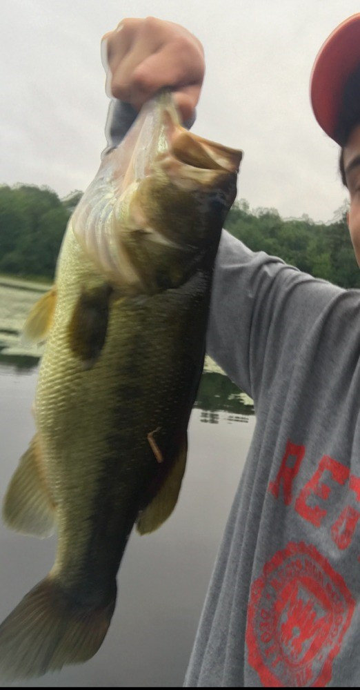 Blare Fish The Blair Fish Project