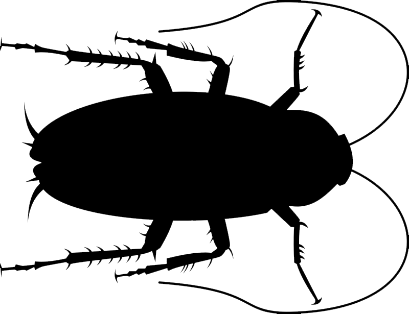 Local Pest Control Service | Los Angeles, Fresno, Madera | Speedy's Pest Solutions