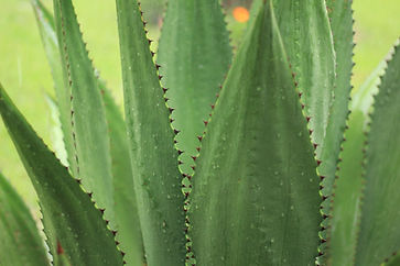 agave-2223643.jpeg