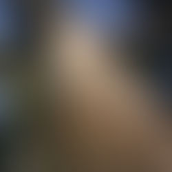 Stop Ignoring Mango Bark—Here’s Why Your Body Needs It