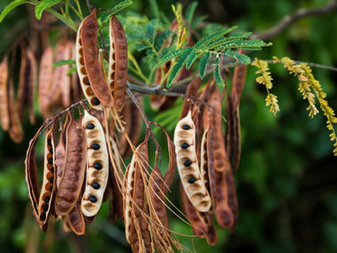 6 Reasons Why Acacia Seeds Deserve a Spot in Your Diet