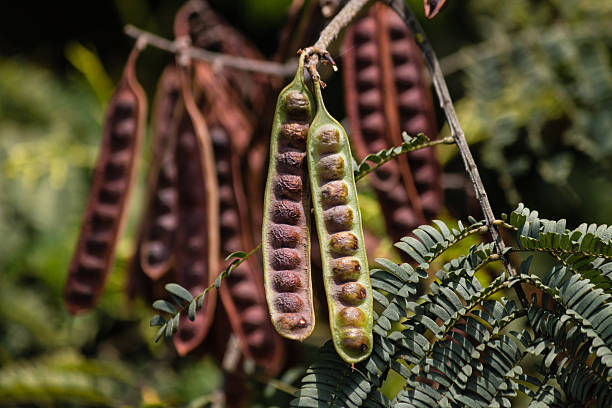 acacia seeds in their pod