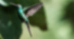 hummingbird_edited.jpg