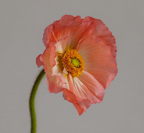 Poppy Flower_edited.jpg