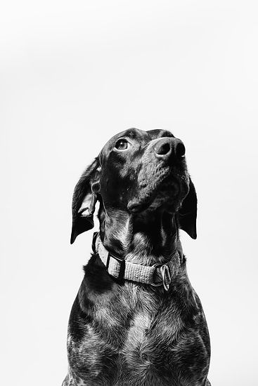 black and white dog on white background.