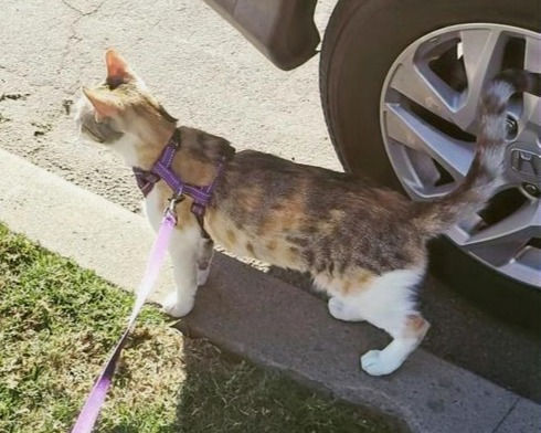 Walking the Cat